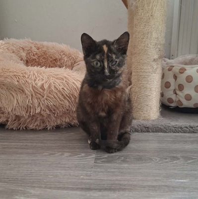 Mimi